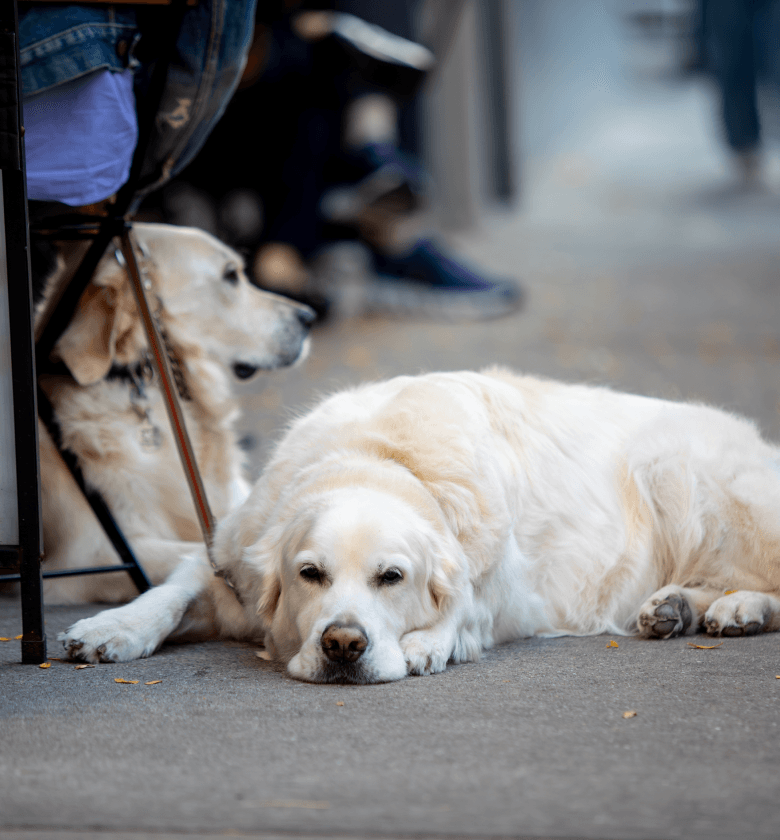 Two dogs resting on the ground near The Henry, Upper West Side residences for sale by Naftali Group.