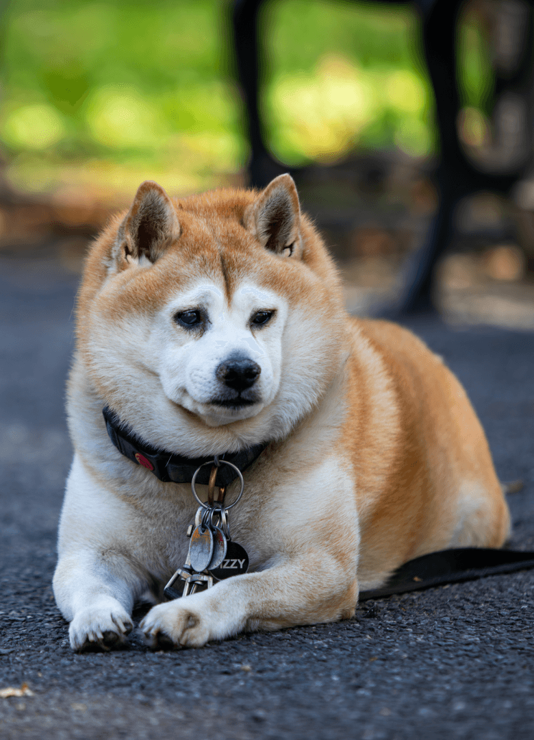 A dog resting on the ground in a park near The Henry Residences by Naftali Group, luxury condos on the Upper West Side.