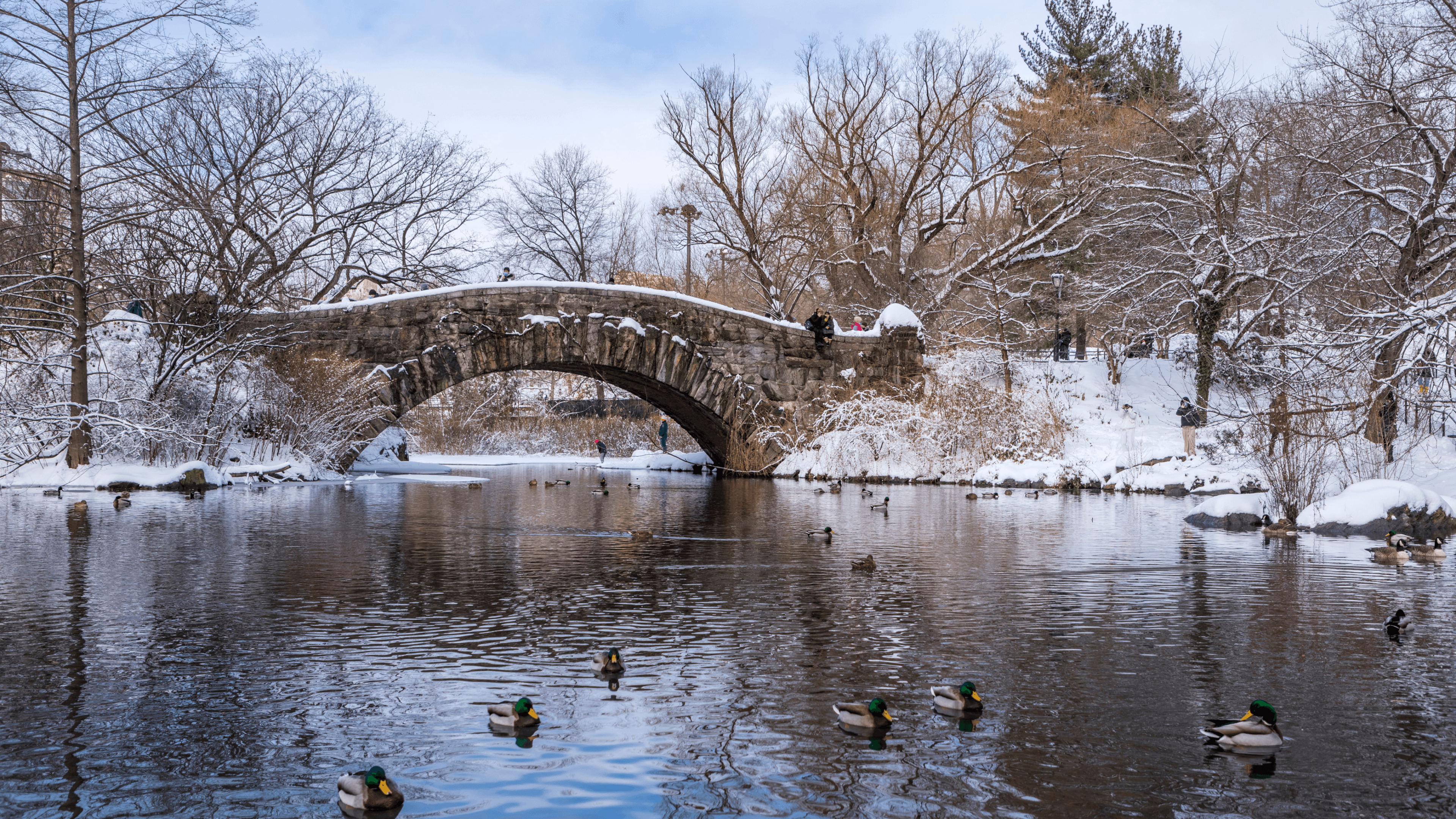 Ducks swimming in lake at Central Park with winter view of snow-covered bridge, near The Henry Condominiums in UWS,